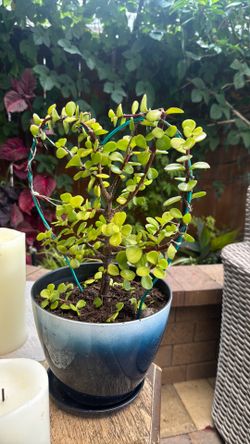 crassula plant 20”*20”