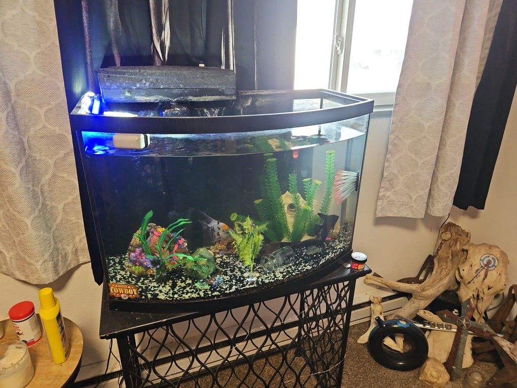Fish Tank