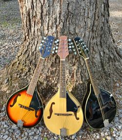 Brand New Mandolin, Your Choice $145