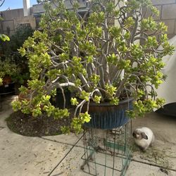 Jade Plant Succulent