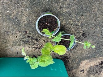 Apple Mint