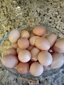 Huevo de gallina frescos de gallo