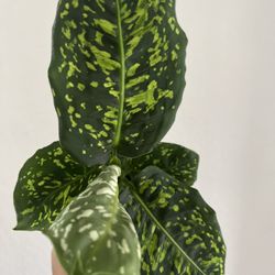 Diffenbachia Reflector (rare)