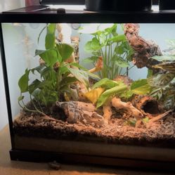 Reptile Tank 