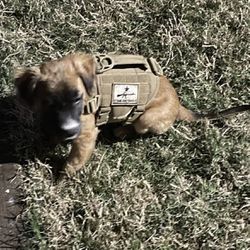 Dog Tactical Harness/costume