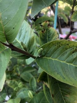 Guava tree