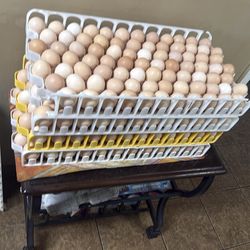 Huevos orgánicos de venta 20$ por 7 docena