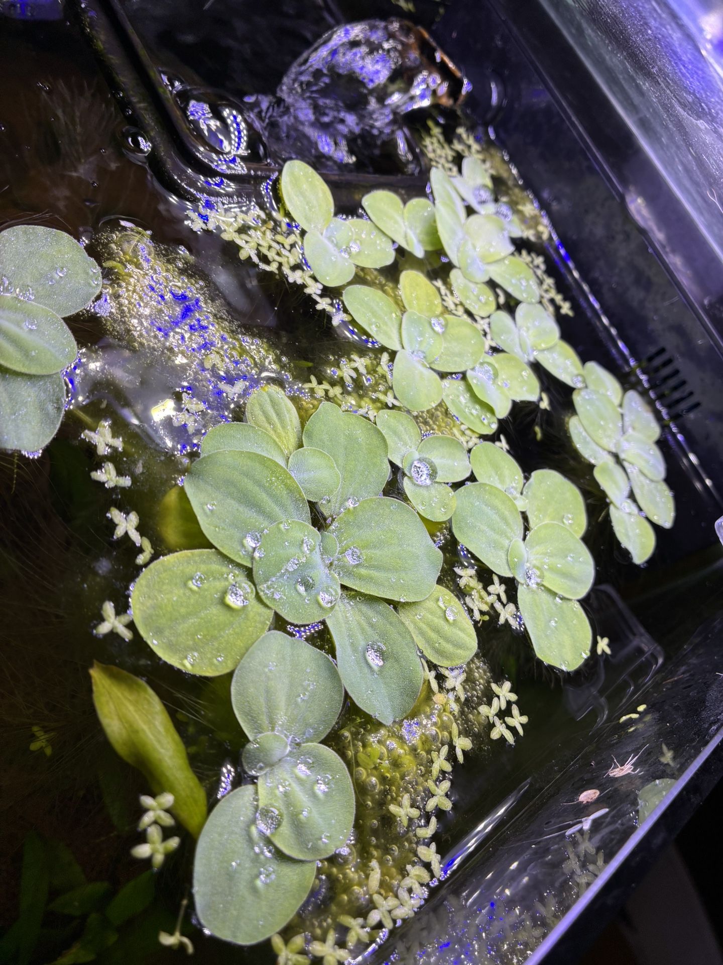 Aquarium Plants