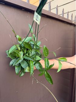 6” hoya carnosa splash