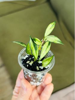 Hoya Lacunosa variegated