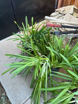 Galaxy White Agapanthus
