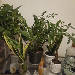 Five Pots Of Indoor Plants (Chinatown)