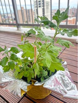 Home plant