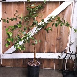Organic Surinam Cherry Black Eugenia Uniflora Pitanga PLANT Fruit Tree 3’ Feet Tall 1 Gallon Pot