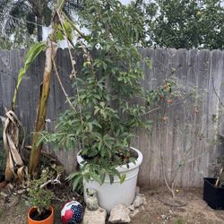 Gwen Avocado Tree 15 Gallon Grafted for Sale in Norco, CA - OfferUp