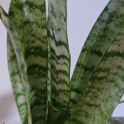  SNAKE AND KALANCHOE PLANTS. 