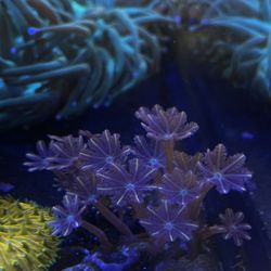Coral
