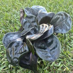 GEOGENANTHUS CILIATUS (“6 Pot)  Show Stopper, Trendy, Tropical, Exotic 