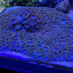 Fake Coral Blue Zoas Colony