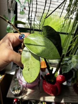 Hoya silver dollar