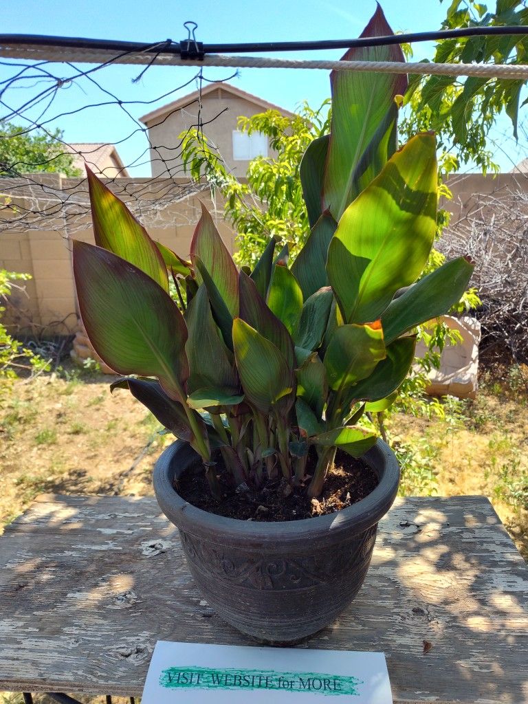 Canna Discolor