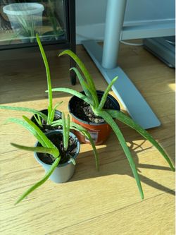 Aloe Vera Plant