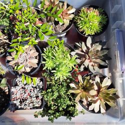 Plant And Pot Sale Starting At $1