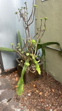 FREE plant in wood planter