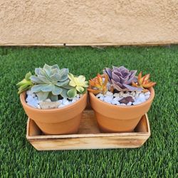 Succulent Arrangement