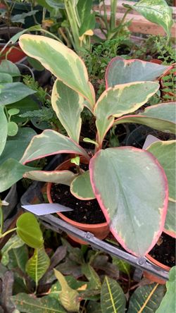 Rubber plant 4 in pot
