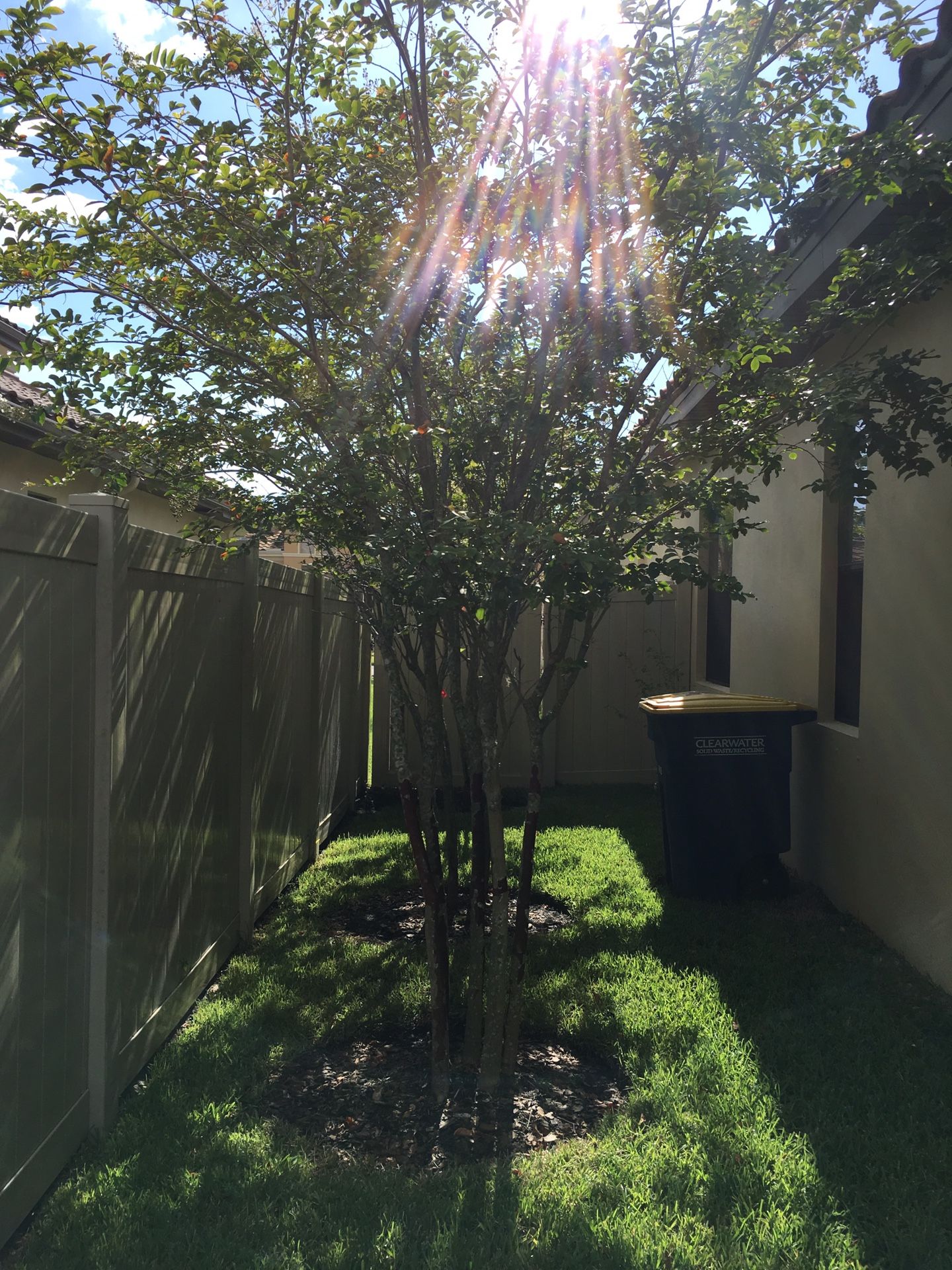 Two free White Crepe Myrtle trees