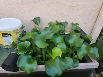 Hyacinth & water lettuce