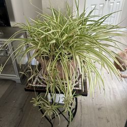 Spider Plant
