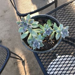 Succulents 
