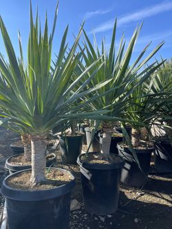 Palm Sale