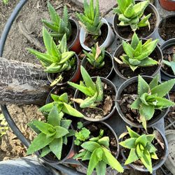 Aloe Vera  Plants $