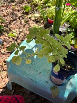 Vicks plant