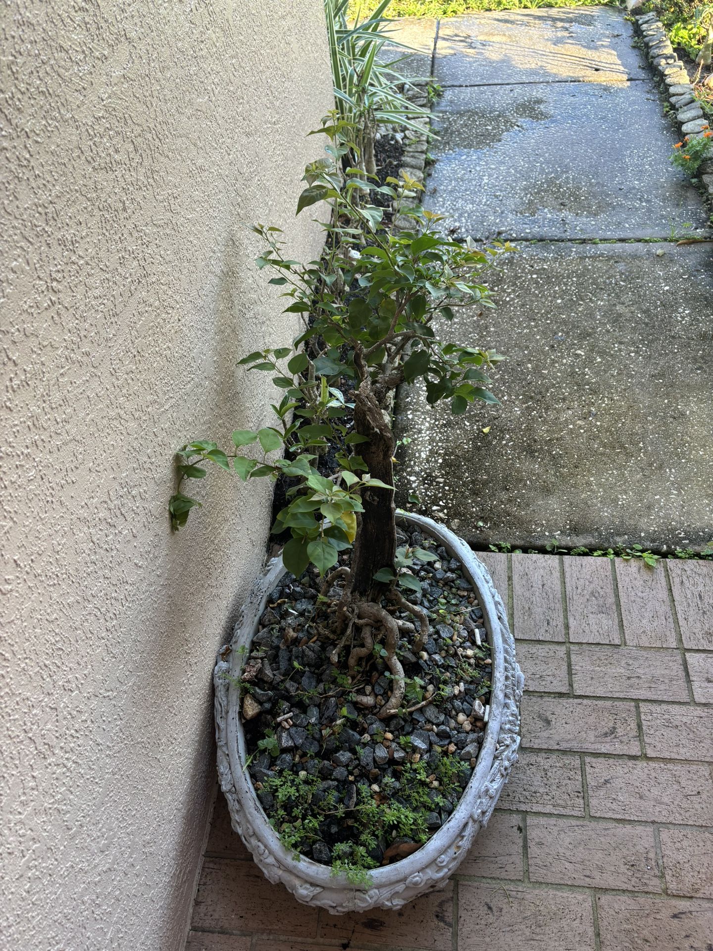 Bonsai