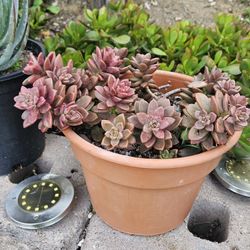 Succulents In 10" Color Pot For $10