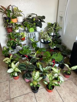 Plants for sale  10 each