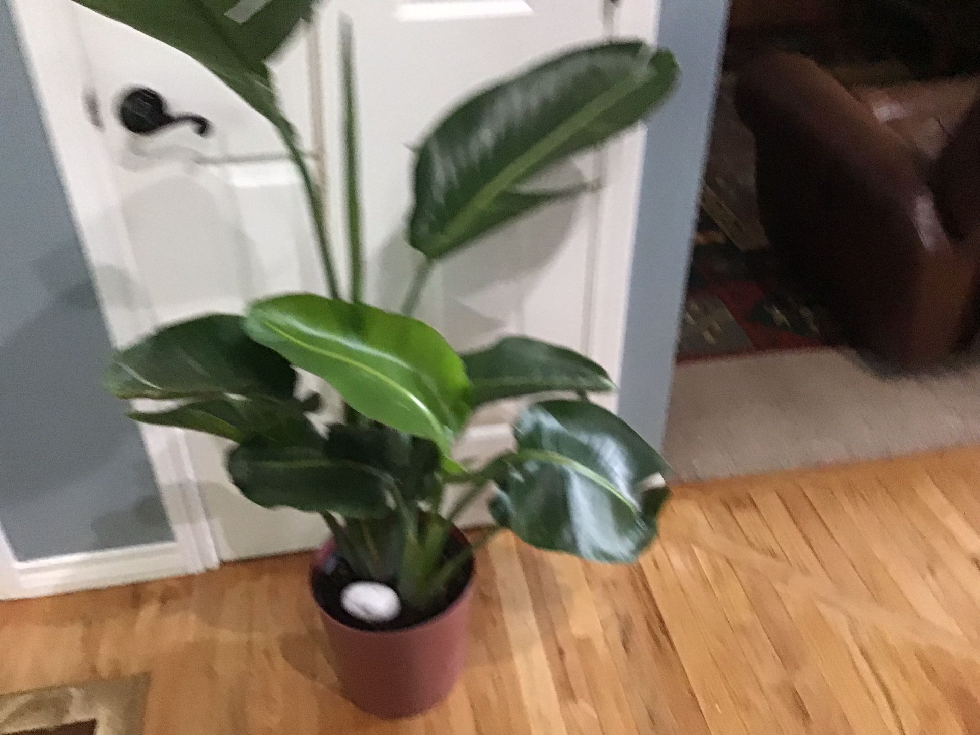 Plant
