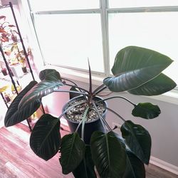 Large Red Congo Philodendron 