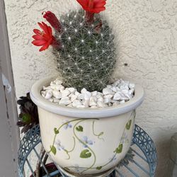 Large Cactus Blooms Red Flower In Nice Ceramic Pot 