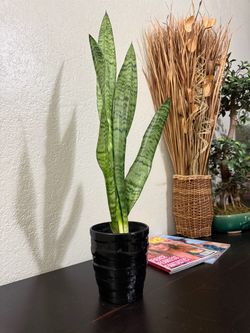 Snake Plant Houseplant in Decorative Black Pot Home Decor Live Plant Tropical Indoor