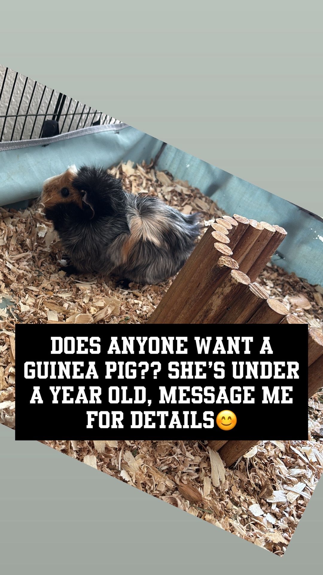 Female Guinea Pig