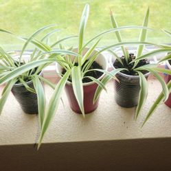 Spider Plant Starters