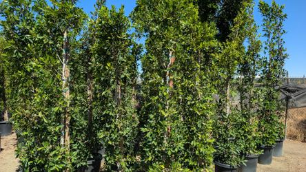 Ficus