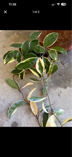Hoya Krimson  Queen plant
