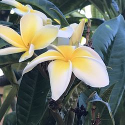 Plumeria Cutting