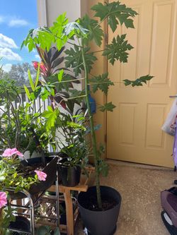 Tall Papaya Tree Plant in Black Pot